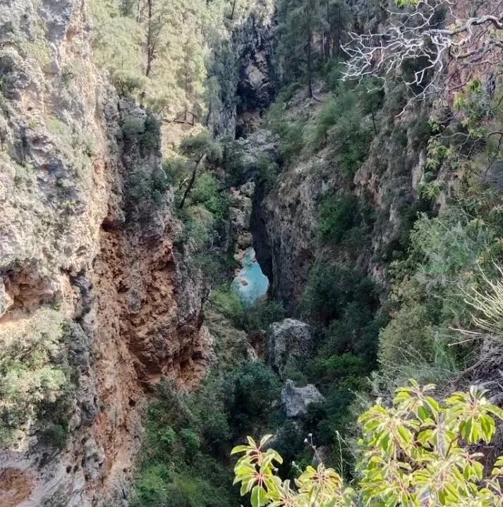 Düzler Çamı Milli Parkı - Döşemealtı - Antalya - Fotoğraf 3